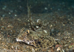 Superb dragonet. Lembeh straits. D200, 60mm. by Derek Haslam 